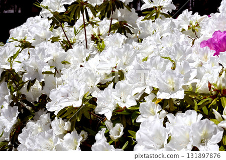 Azaleas in full bloom Azaleas in full bloom 131897876