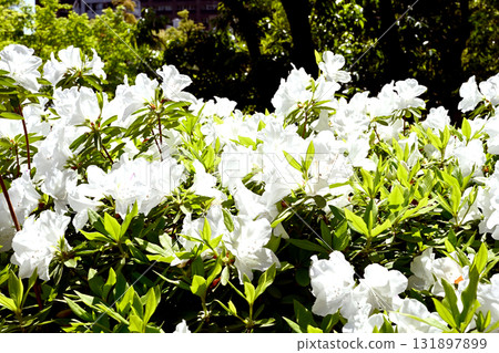 Azaleas in full bloom 131897899