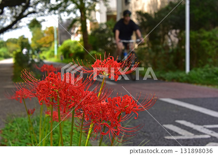 在長廊上盛開的希根花 在長廊上盛開的希根花 131898036