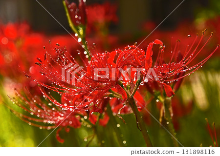 紅花石蒜的迷人魅力 131898116