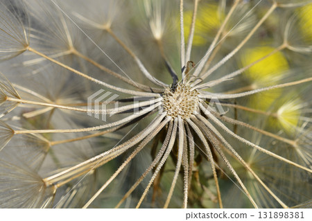 Common salsify 131898381