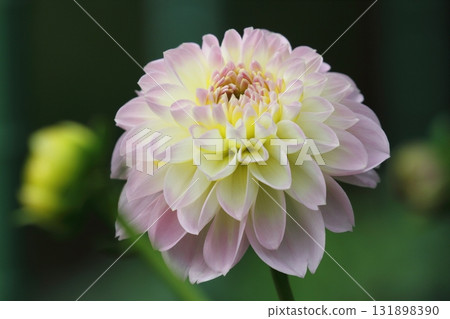 Dalia (Moomin) Dalia (Moomin) 131898390