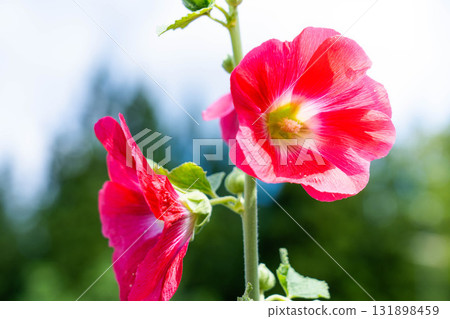 仲夏蟋蟀 131898459