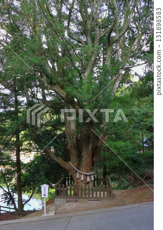 Awa Shrine (sacred tree, Tateyama City) Awa Shrine (sacred tree, Tateyama City) 131898583