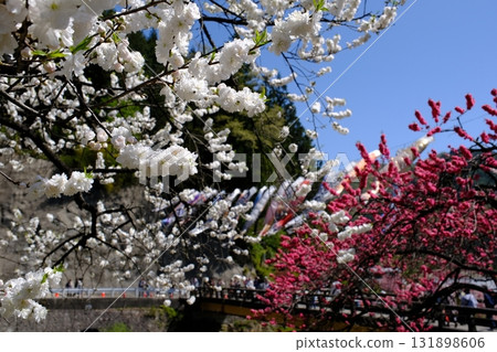 Achi Village, Nagano Prefecture, home of flowering peaches 131898606