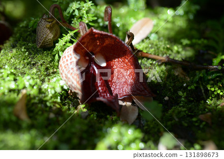 Aristrokia · Salva Drensis Aristrokia · Salva Drensis 131898673