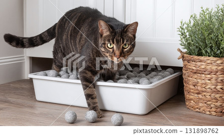 Tabby cat in a modern litter box filled with balls. The cat is standing, looking forward, in a bright room with a plant in a woven basket near the litter box. 131898762