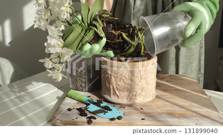 Woman transplant flower into new pot on table, care about plant at home on sunny day. Gardening tools. Nature and plant care. Interior design. 131899040