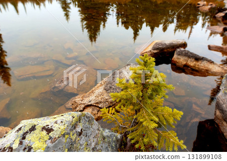 Peaceful waters of a lake and a little tree growing on rocks. 131899108