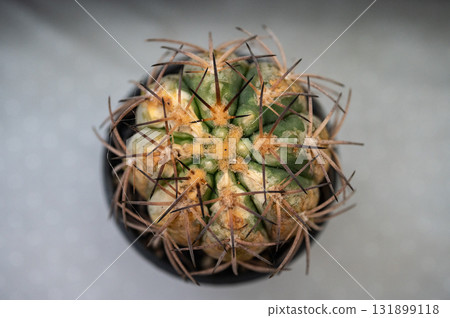 Gymnocalycium spegazzinii having sunburn damaged. Cactus get sunburned due to being exposed to too much sunlight which makes them vulnerable to fire. 131899118