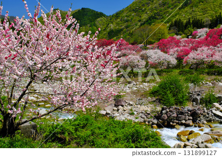 長野縣阿智村，桃花之鄉 131899127