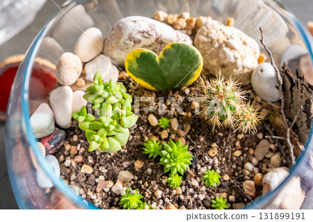 Close up top view of completed florarium with cacti, stones and decorative elements in a glass container. Concept of eco-friendly home decor, natural design and handcrafted botanical arrangement 131899191