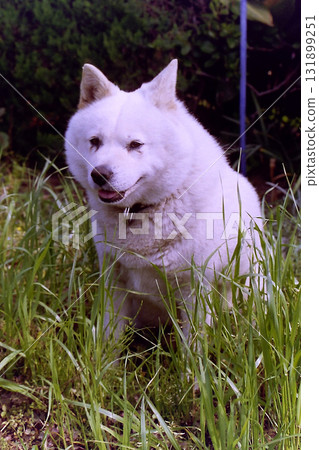 White Kishu dog profile view / Frontal portrait of a white Kishu dog White Kishu dog profile view / Frontal portrait of a white Kishu dog 131899251