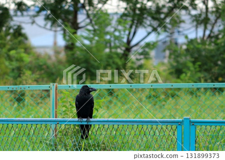 Crow perching on a fence 131899373