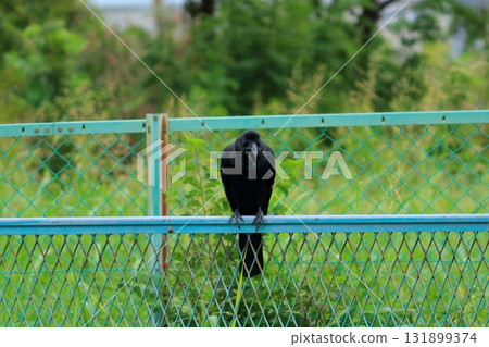 棲息在籬芭的烏鴉 131899374