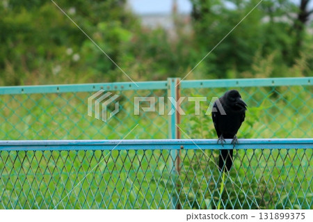 棲息在籬芭的烏鴉 棲息在籬芭的烏鴉 131899375