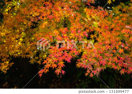 Momiji who changed leaves 131899477