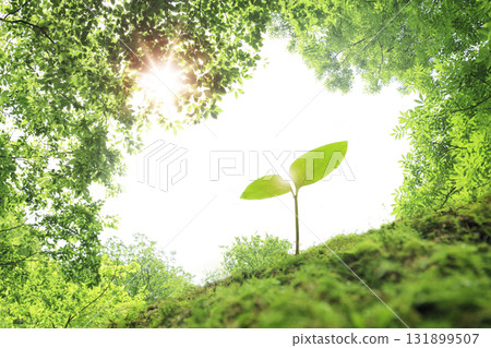 Young leaves sprouting in the sunlight. Image of nature and life. Young leaves sprouting in the sunlight. Image of nature and life. 131899507