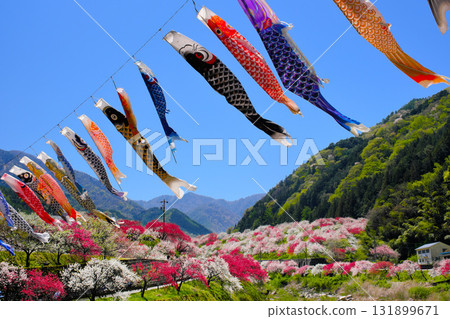 Carp streamers fluttering in the air in Hanamomo Village, Nagano Prefecture 131899671