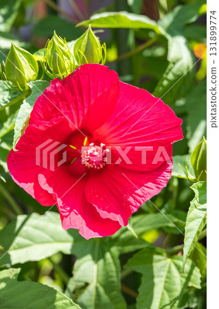 一朵紅色的芙蓉花 131899774