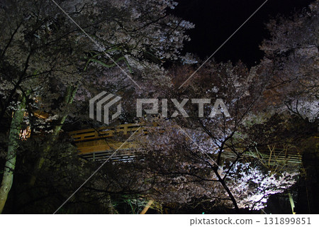 Night cherry blossoms at Takato Castle Park in Nagano, Shinshu (Takato Higanzakura seen from under the Sakura-un Bridge) Night cherry blossoms at Takato Castle Park in Nagano, Shinshu (Takato Higanzakura seen from under the Sakura-un Bridge) 131899851