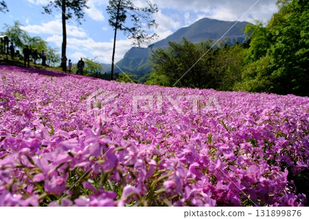 Shibazakura at Hitsujiyama Park, Chichibu City, Saitama Prefecture 131899876