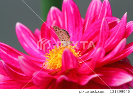 大麗花（NAMAHAGE Miyabi）和狼科 131899946