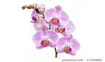 Beautiful pink orchid flower branch isolated on white background, elegant phalaenopsis blossom as vertical design element for spa, beauty or wellness concept theme 131899962