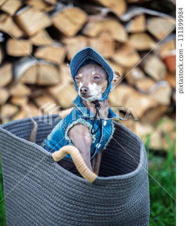 Funny dog with sleepy face in denim clothes and hat, tired puppy sitting in basket, humorous animal emotions, rustic background 131899984