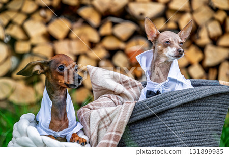 Two cute dogs in elegant white shirts sitting in baskets, adorable puppy couple dressed for wedding party, formal pet fashion and friendship concept 131899985