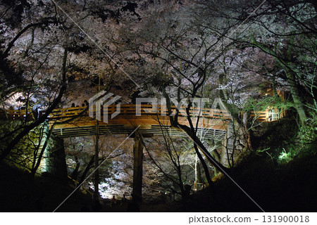 信州長野縣高遠城公園的夜櫻（從櫻花橋下眺望的高遠彼岸櫻） 131900018