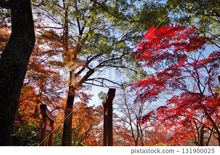 太宰府市 - 灶門神社境內的紅葉 太宰府市 - 灶門神社境內的紅葉 131900025
