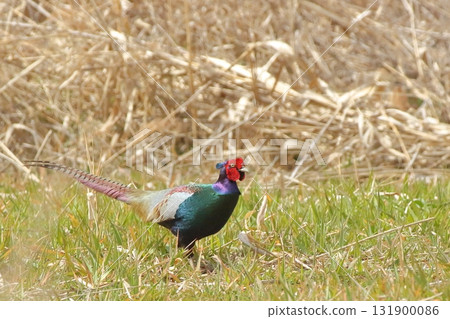 我在里山遇到的一隻野雞 131900086