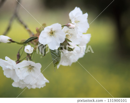 四月,薄賀原島櫻花盛開,美不勝收 四月,薄賀原島櫻花盛開,美不勝收 131900101