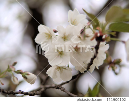 Usugasaneoshima cherry blossoms bloomed beautifully in April Usugasaneoshima cherry blossoms bloomed beautifully in April 131900102