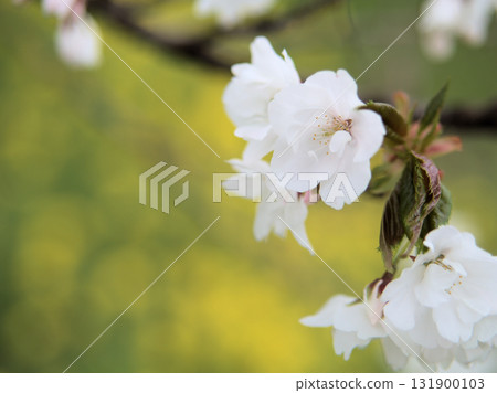 Usugasaneoshima cherry blossoms bloomed beautifully in April Usugasaneoshima cherry blossoms bloomed beautifully in April 131900103