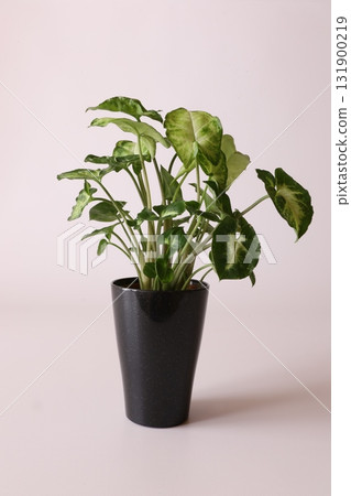 Small foliage plant Small foliage plant 131900219