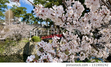 透過盛開的櫻花樹，可以看到紅色的神橋（岡崎城公園（龍山堀）/愛知縣岡崎市） 131900242