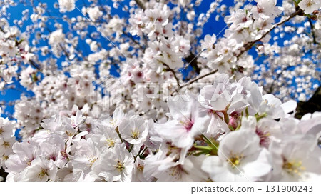 藍天白雲下盛開的染井吉野櫻花（愛知縣岡崎市岡崎城公園） 131900243