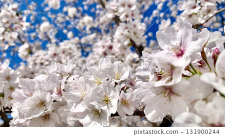 藍天白雲下盛開的染井吉野櫻花(愛知縣岡崎市岡崎城公園) 藍天白雲下盛開的染井吉野櫻花(愛知縣岡崎市岡崎城公園) 131900244