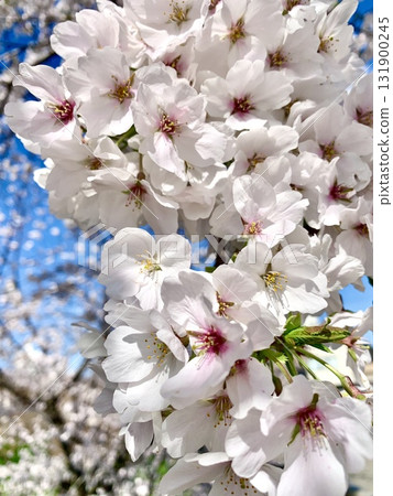 藍天白雲下盛開的染井吉野櫻花（愛知縣岡崎市岡崎城公園） 131900245
