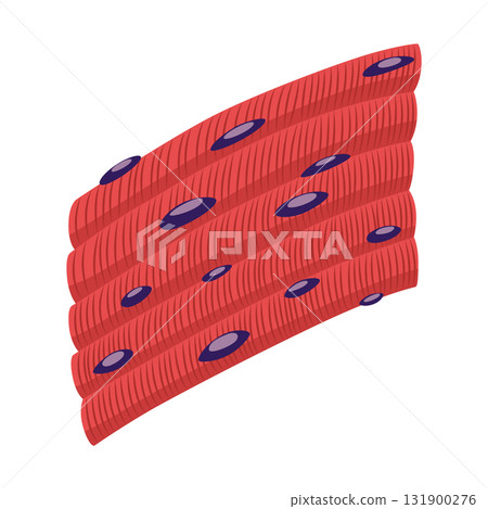 Skeletal muscle tissue with specific function. Medical poster design illustration. Science educational symbol Skeletal muscle tissue with specific function. Medical poster design illustration. Science educational symbol 131900276