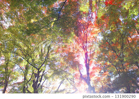 Autumn leaves Autumn leaves 131900290