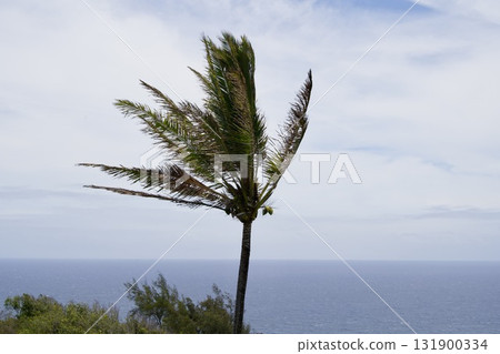風中棕櫚樹的風景 131900334