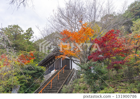 Honkokuji Temple - All Sutra Repository - Autumn leaves season 131900786