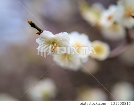 Beautiful white plum blossoms "Ryokugaku" blooming in April Beautiful white plum blossoms "Ryokugaku" blooming in April 131900815