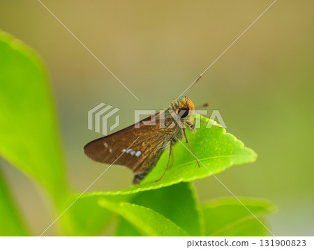 一位德國船長在檸檬上休息 一位德國船長在檸檬上休息 131900823