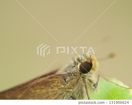 A German Skipper resting on a lemon A German Skipper resting on a lemon 131900824