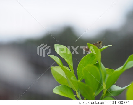 A German Skipper resting on a lemon A German Skipper resting on a lemon 131900825