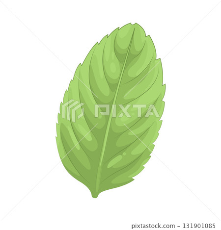 Illustration of mint leaf 131901085
